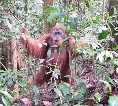 Hunting may threaten orangutans even more 