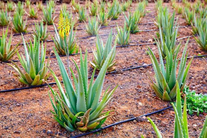 Amazing Aloe Vera Benefits