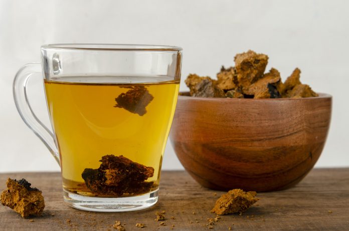 Chaga Mushrooms Health Benefits