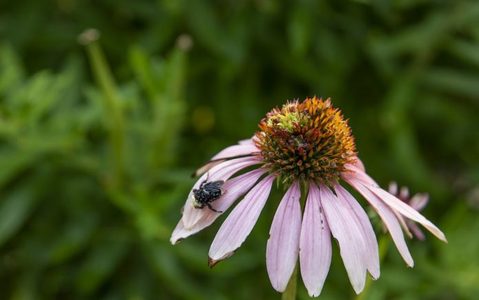 echinacea herb pharm