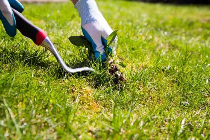 Natural Weed Killers & Fertilizers That Really Work! 