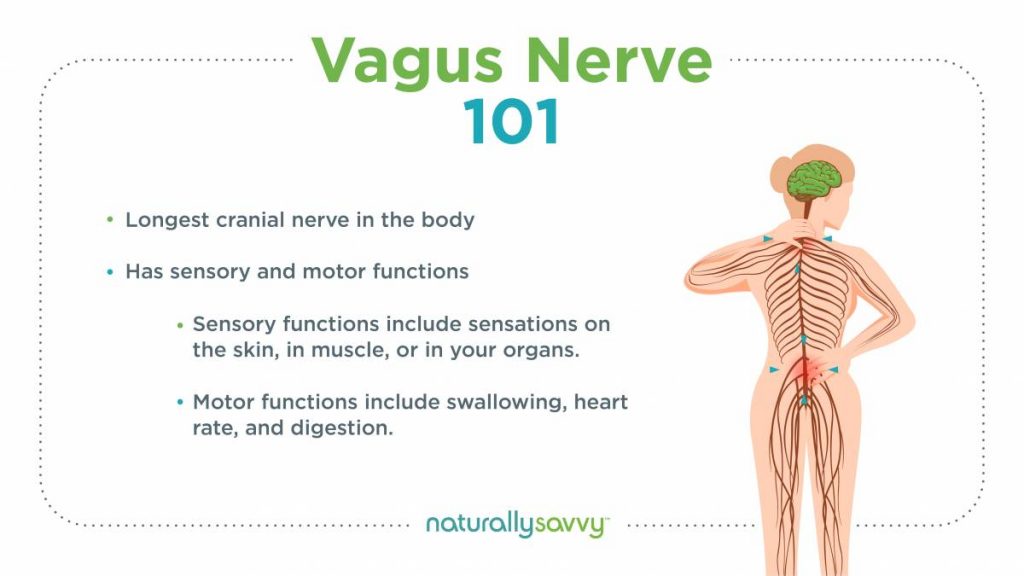 vagus nerve 101