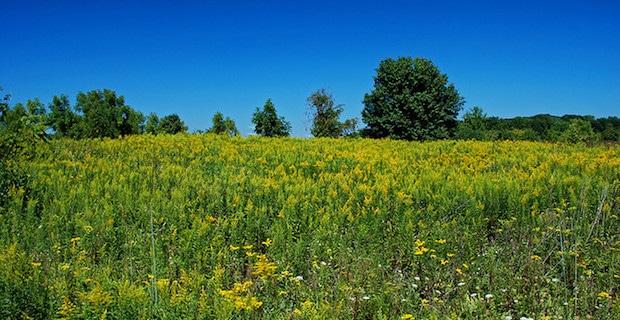 Coping with Seasonal Allergies 