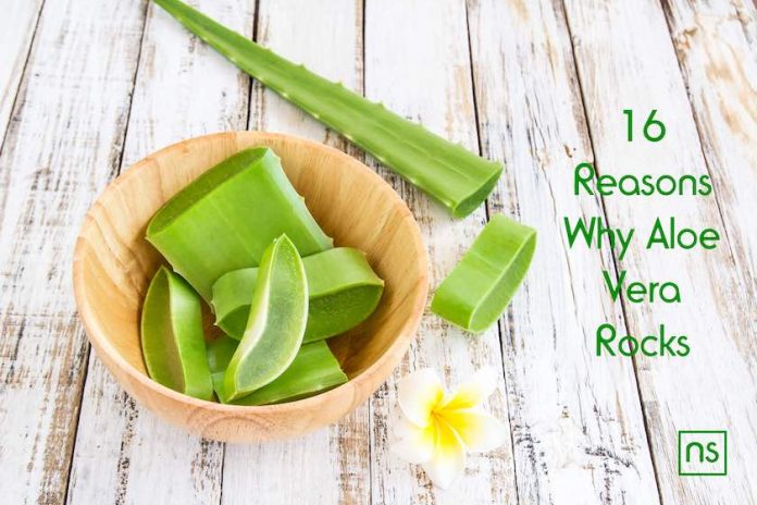 16 Reasons Why Aloe Vera Rocks 1