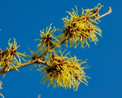 DIY Witch Hazel Astringent 