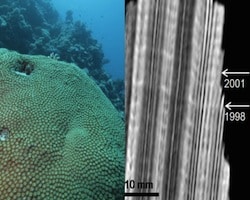 Global Warming Slows Coral Growth in Red Sea 