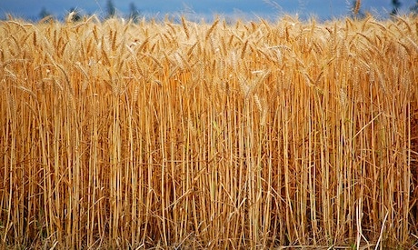 Illegal GMO Wheat Growing in Oregon, Threatens U.S. Wheat Exports 