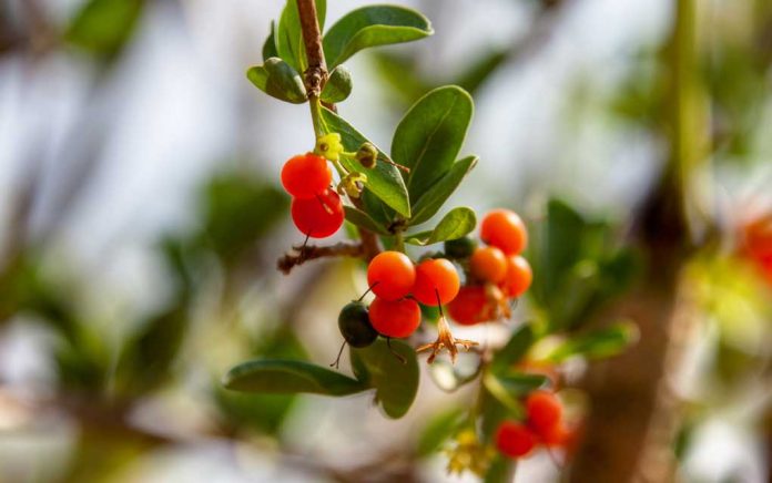 Yaupon Leaves Are Safe, but Don’t Eat the Berries