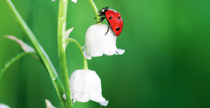 Why We Need Bugs to Grow A Healthy Garden (+ How To Attract Them) 