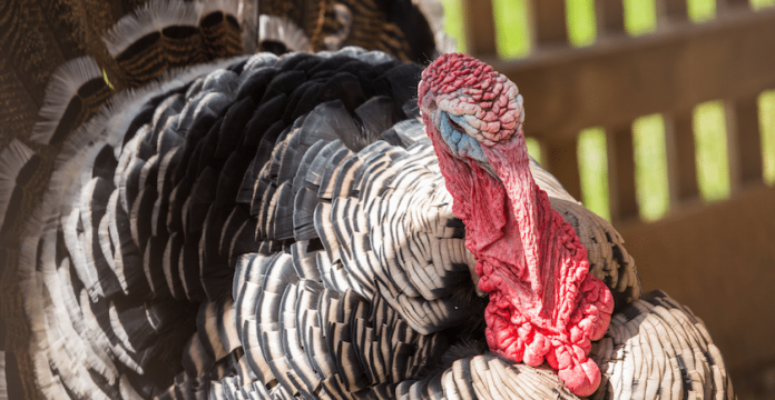 Why Should You Eat Organic Turkey? 